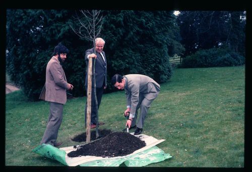 TREE PLANTING