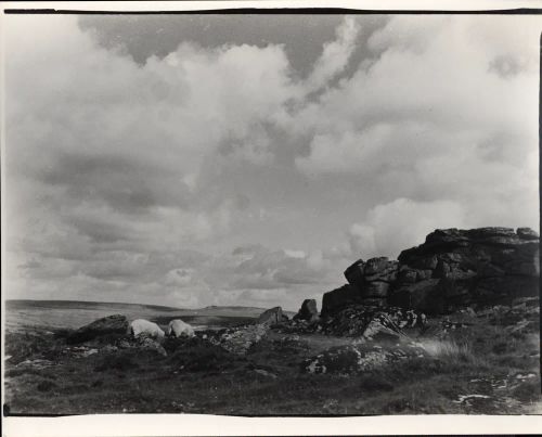 Sheep on  a tor