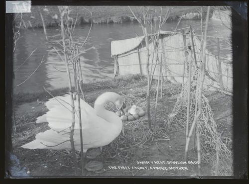 Swan and nest: 'the first cygnet - A proud Mother', Dawlish