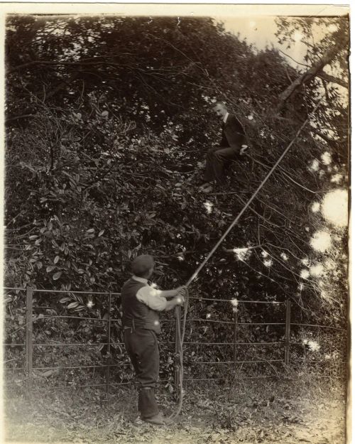 Tree felling, presumably at Hele.