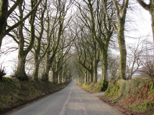 Tree lined road on edge of Dartmoor.