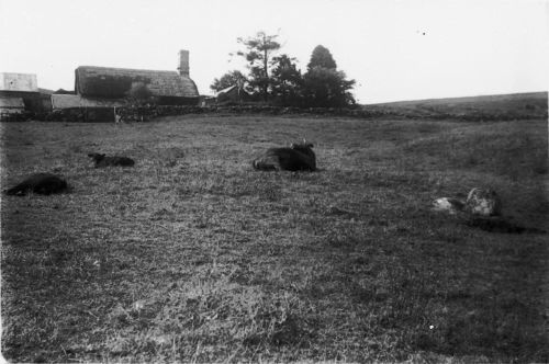 An image from the Dartmoor Trust Archive