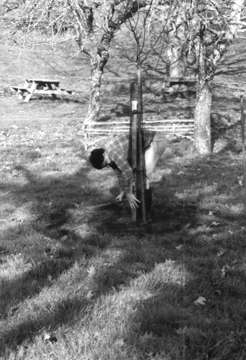 Planting new apple trees during a Lustleigh Apple Day