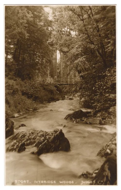 Ivybridge woods