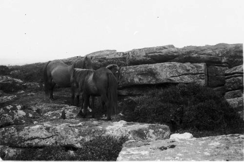 An image from the Dartmoor Trust Archive