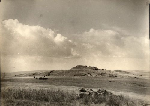 Cattle on Dartmoor