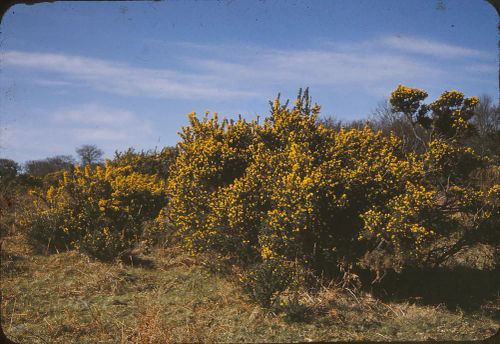 Gorse