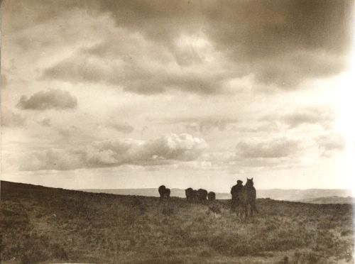 Rounding up cattle