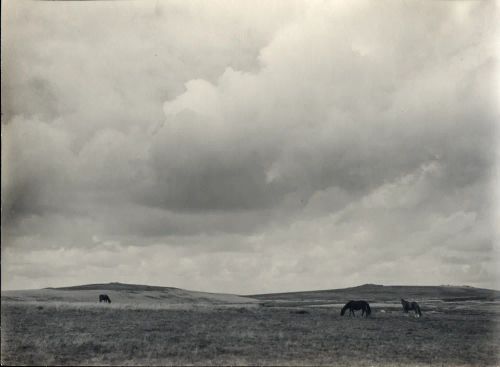 Dartmoor with ponies